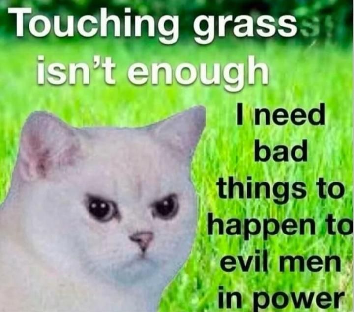 An angry looking white cat head against a sunny green lawn with the caption "Touching grass isn't enough. I need bad things to happen to evil men in power". 