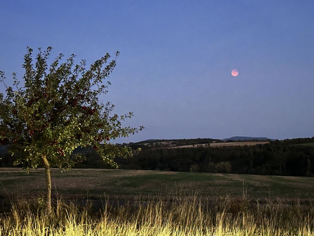 Der Blutmond am  Abendhimmel, im Vordergrund ein Baum und eine Reihe Gras von vorbeifahrenden Autos beleuchtet.