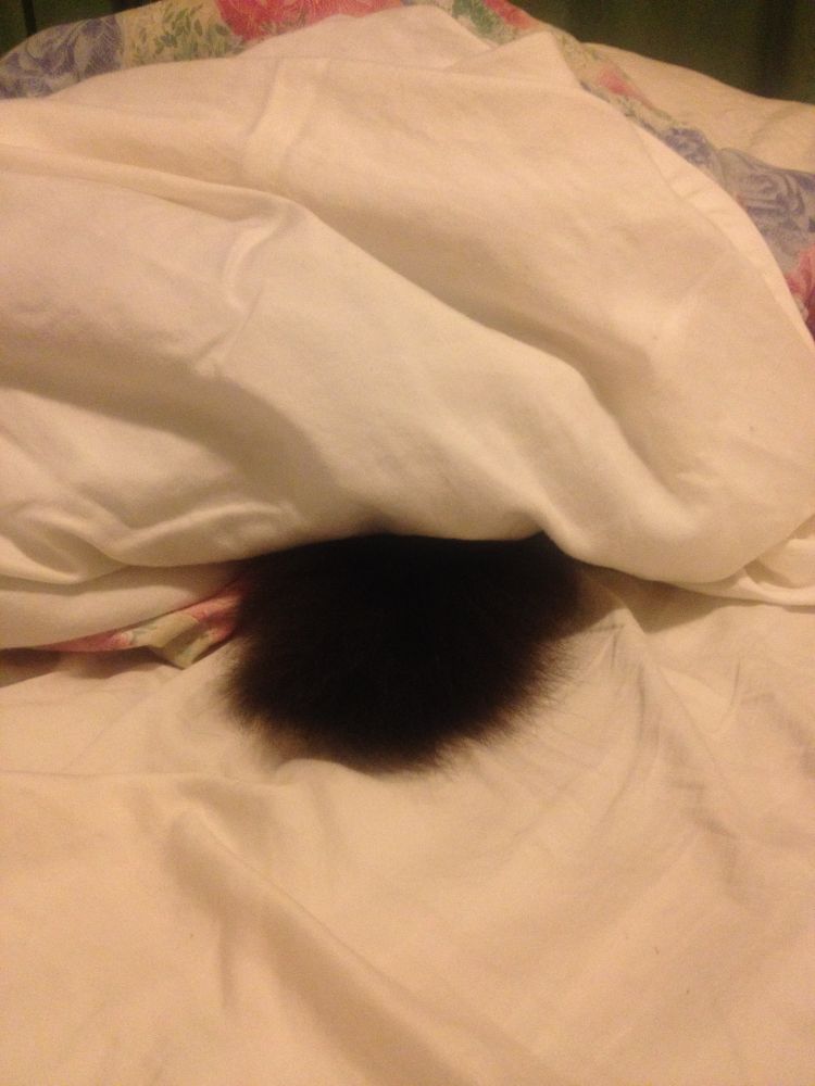 A fuzzy black poof sticking out between white sheets on a bed. 