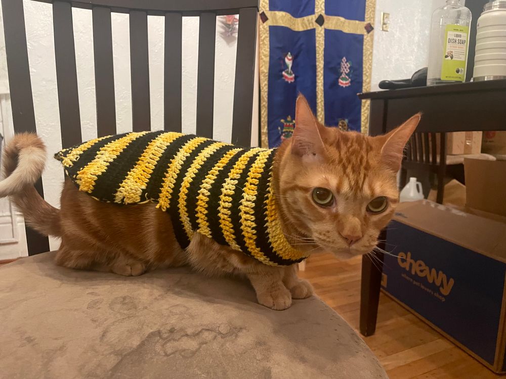 A orange tabby cat crouching on a chair wearing a yellow and black striped bee 🐝 costume. The cat is looking up as if to say hmmmmmmm