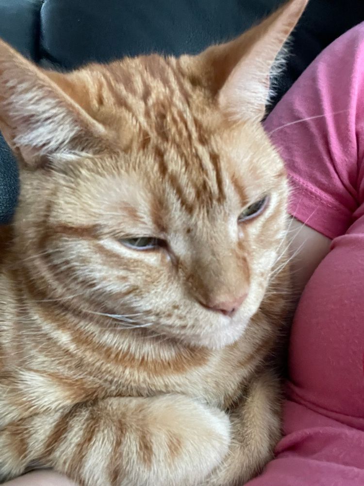 Am orange tabby cat with squinty eyes sits on my arm against my body with folded front paws. 