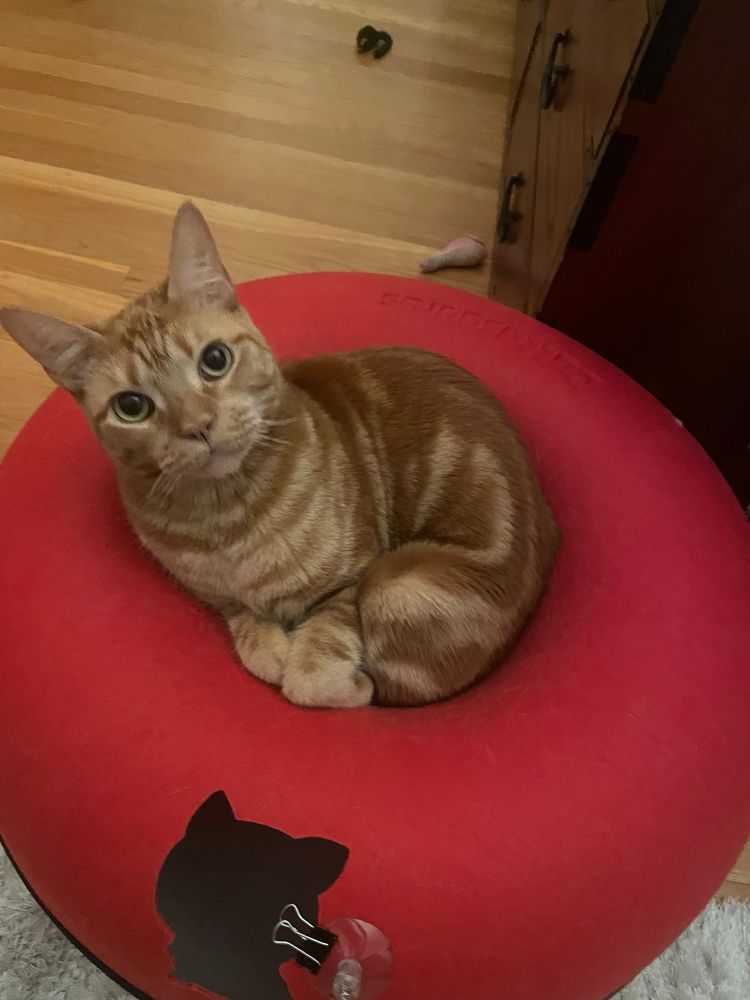 A orange tabby cat looking into the camera while snuggling into a very round shape inside a red felt donut cat house. The cat has folded up paws and a jaunty tilt to her head 