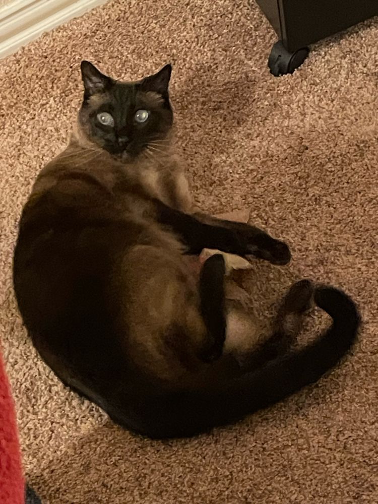 A tonkinese cat caught mid bunny-kick with the remains of a small, paper sack