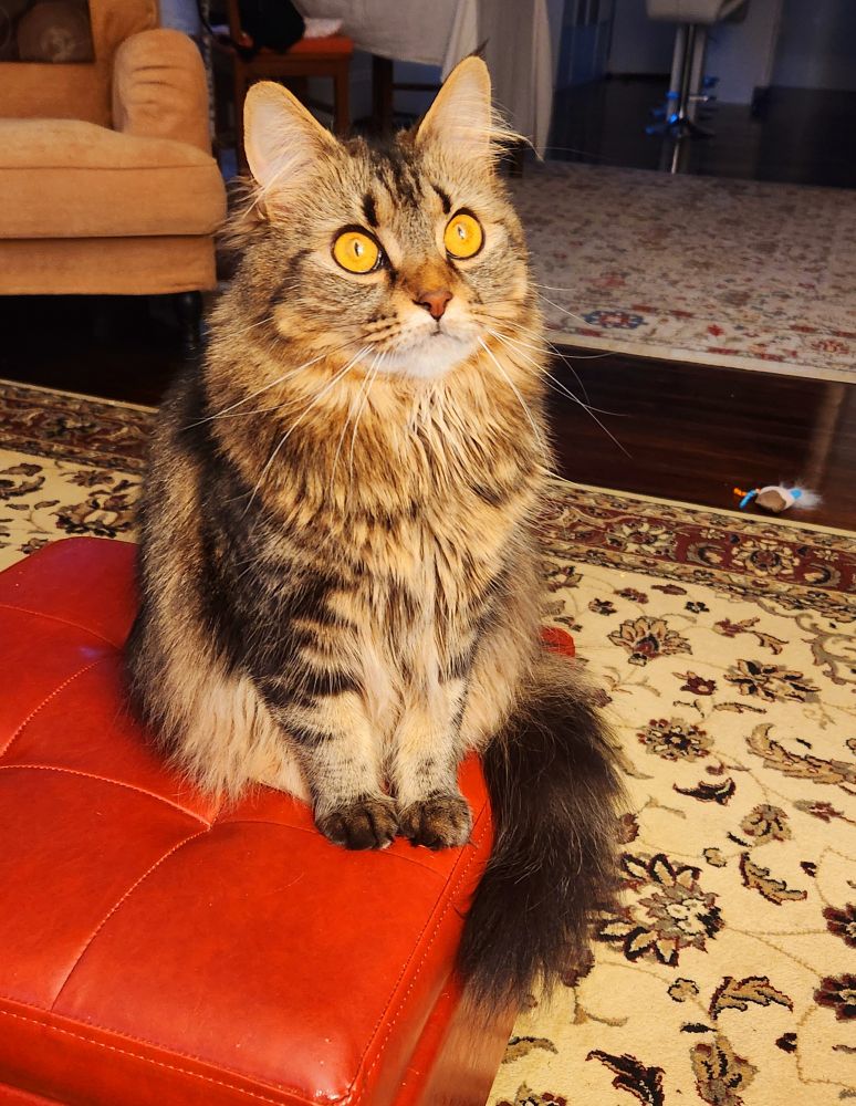A fluffy tabby perches on a red footstool and tries to murder a fly with her piercing golden gaze alone