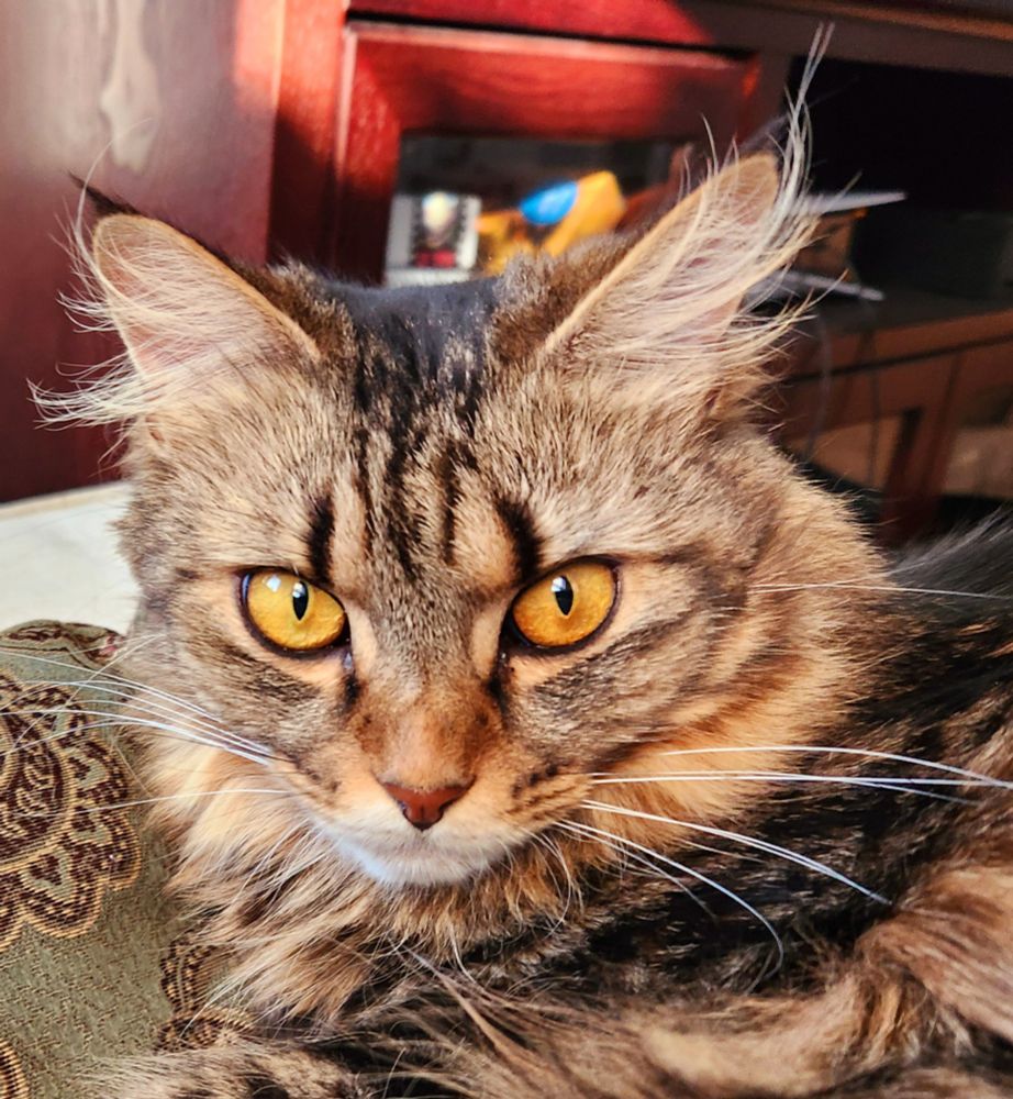 A golden-eyed tabby gives the camera a serious look that contradicts her wildly disheveled ear tufts