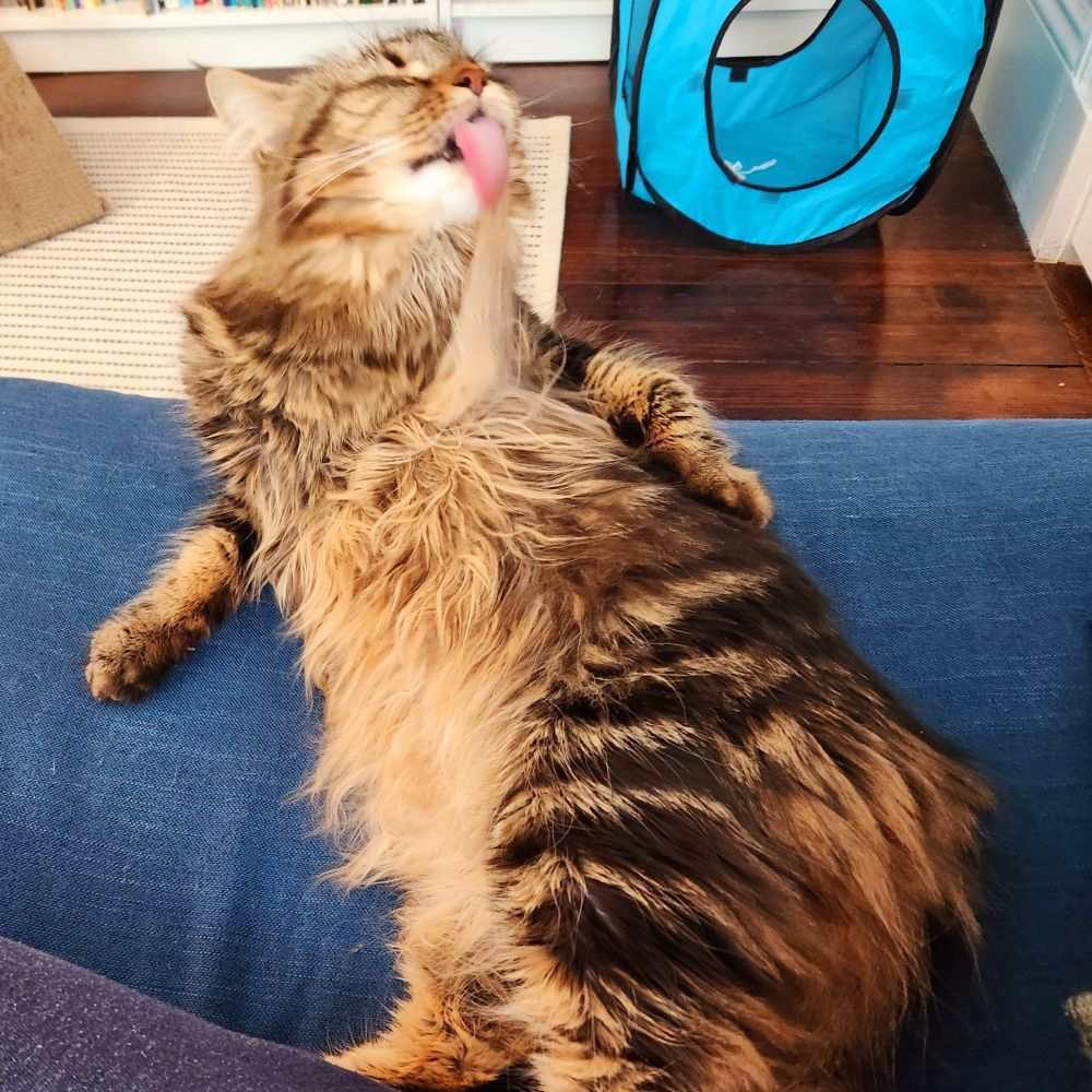 A fluffy tabby lies on a blue couch. She licks at the fur on her side, stretching a tuft of it like taffy on her pink tongue