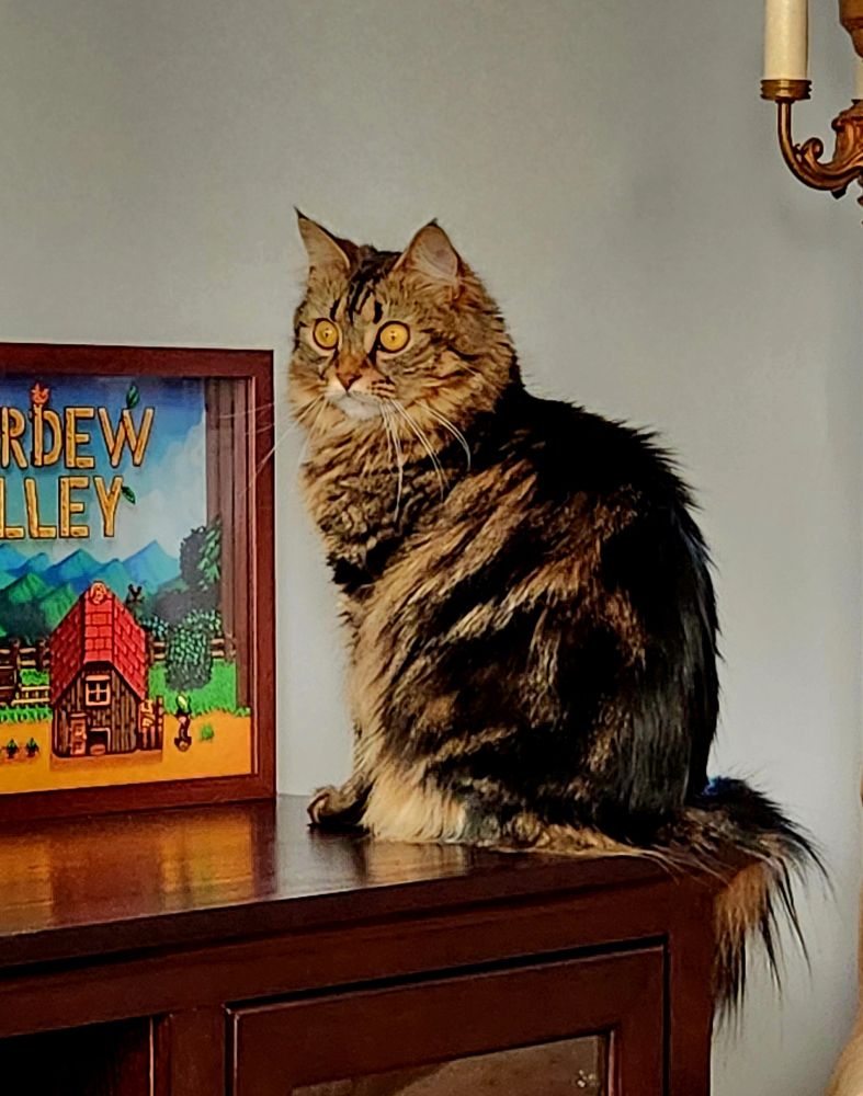 A fluffy tabby sits on a cabinet and stares into the distance with haunted eyes