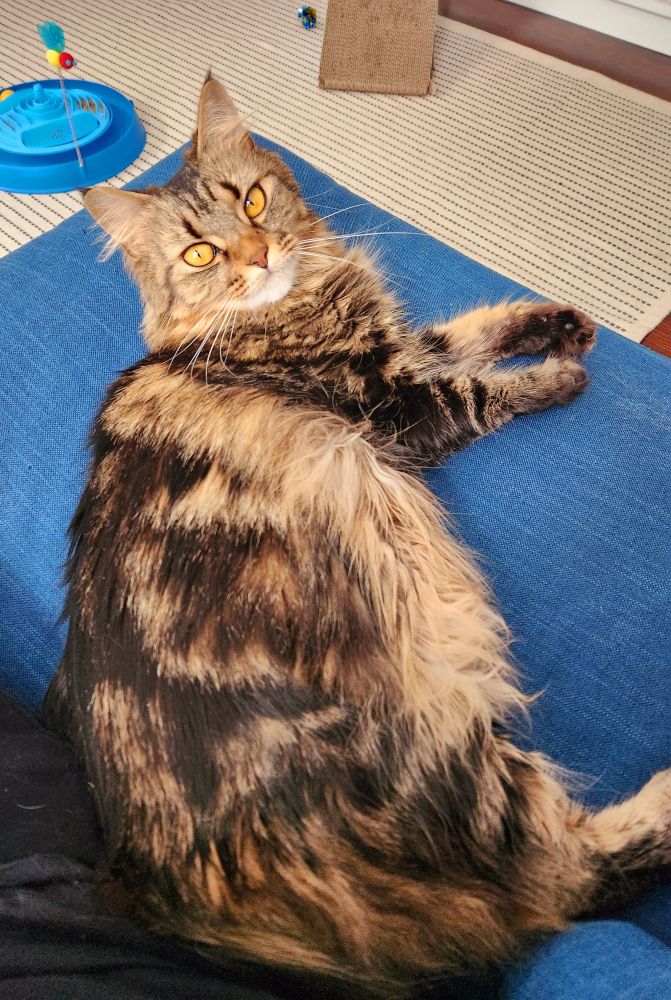 A fluffy tabby lies on her side on a blue couch. Her butt touches the leg of the person taking the picture