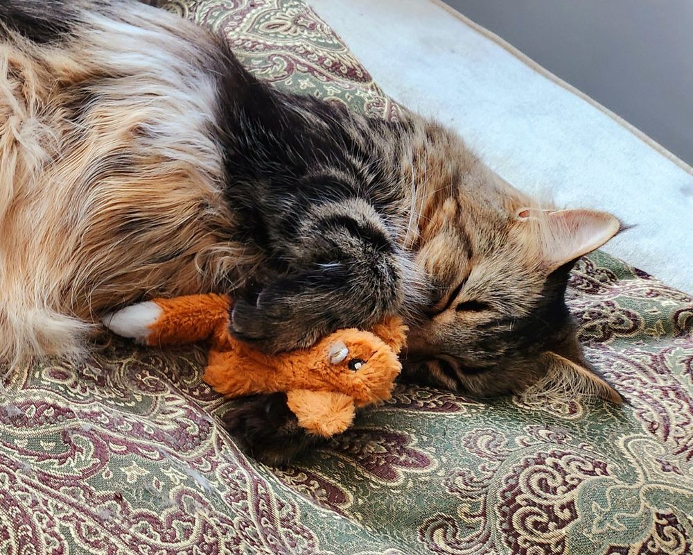 A close-up of Mirri holding her favorite squirrel toy as she sleeps