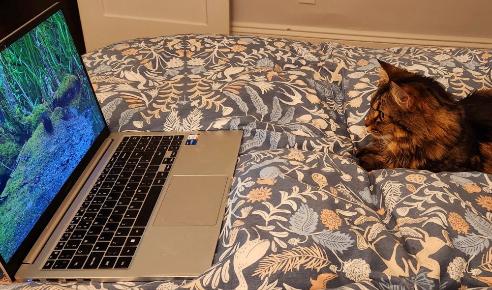 A tiny tabby sits a polite distance from a laptop playing a wildlife video. Her paws are neatly folded together