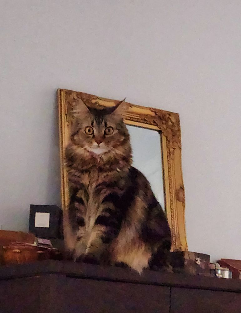 A cat sits atop a tall dresser and stares down at her newly awakened mom. She has the intense stare of a vulture eyeing a fresh carcass