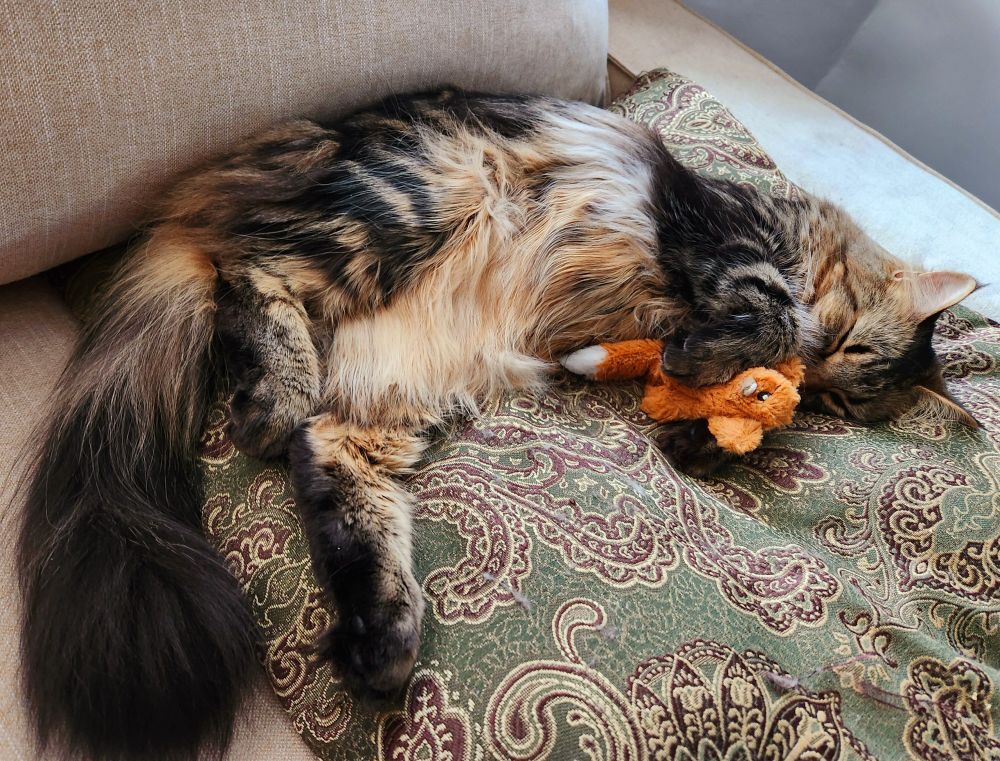 A fluffy tabby sleeps on a green paisley cushion. She's curled up like a shrimp and clasps her favorite squirrel toy up to her face with her paws