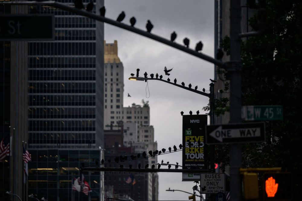 Over a billion birds die from striking U.S. buildings each year — maybe many more