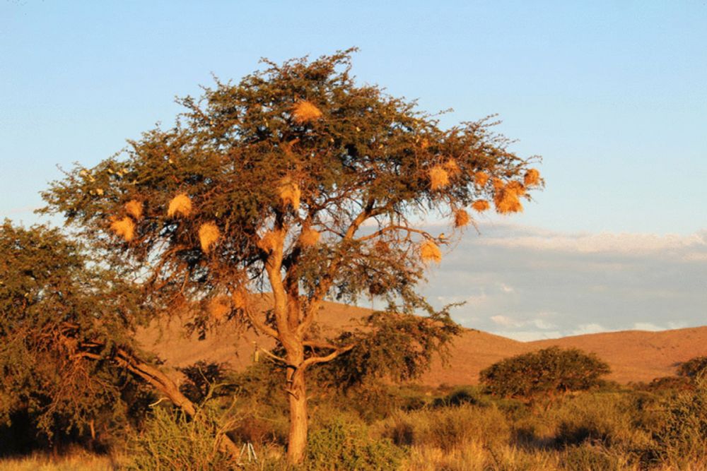 Architectural traditions in the structures built by cooperative weaver birds