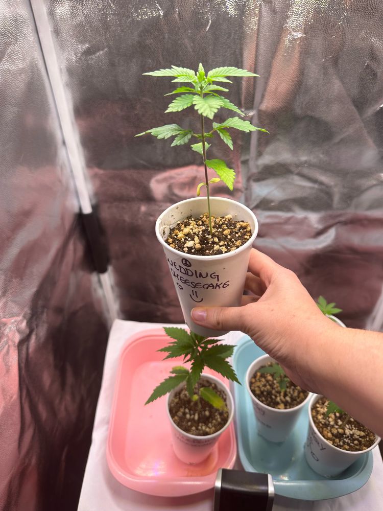 indoor baby cannabis plants in paper cups