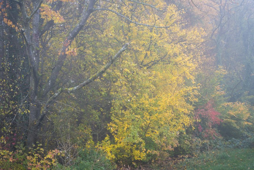 Trees with different shades of yellow, green and red leafs in fog.