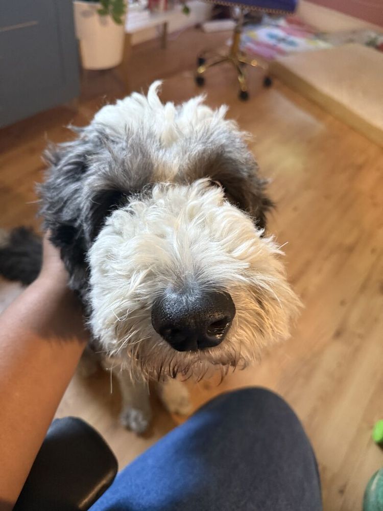 Dapper the Dood's BOOP!