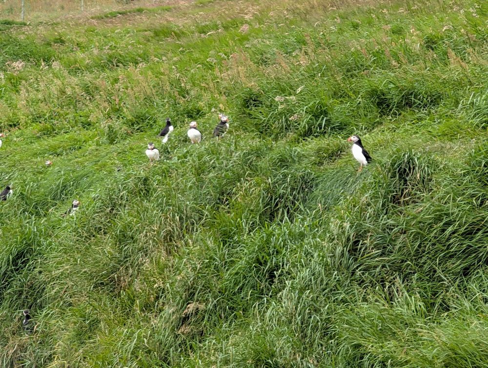 Omg puffins 