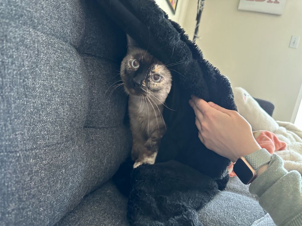 The blanket is lifted showing more of the cat peeking through