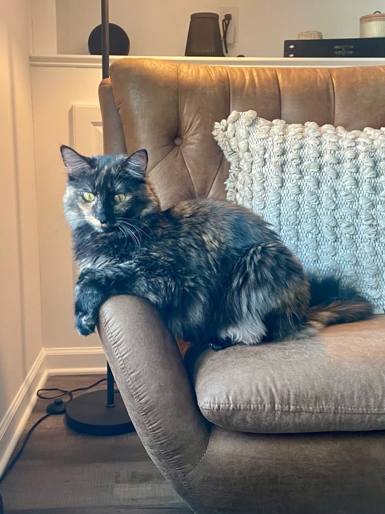 Black and brown cat sitting upright on a chair