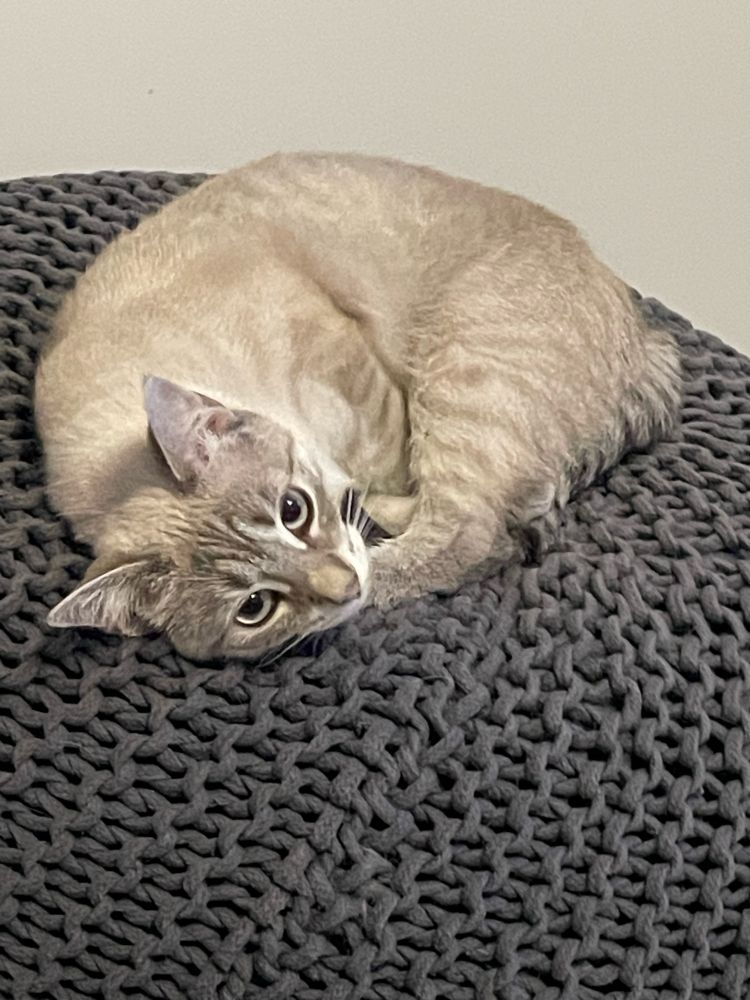 White cat with blue eyes and brown markings curled up and looking at the camera sitting on a knitted ottoman