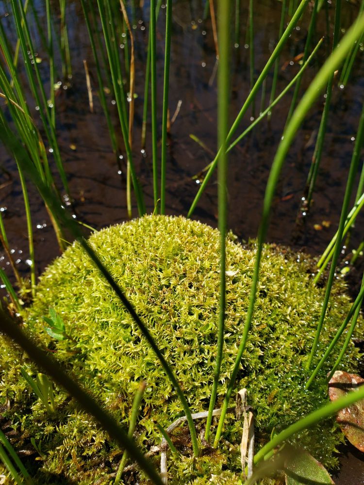 A close-up photograph of a hummock of moss in a small pool. The moss is light green and forms a very rounded hill, and the water in the background is clear and shallow, showing the brown soil beneath it. Green rushes are growing out of the water. The sunlight is bright and is making sparkling reflections on the water.