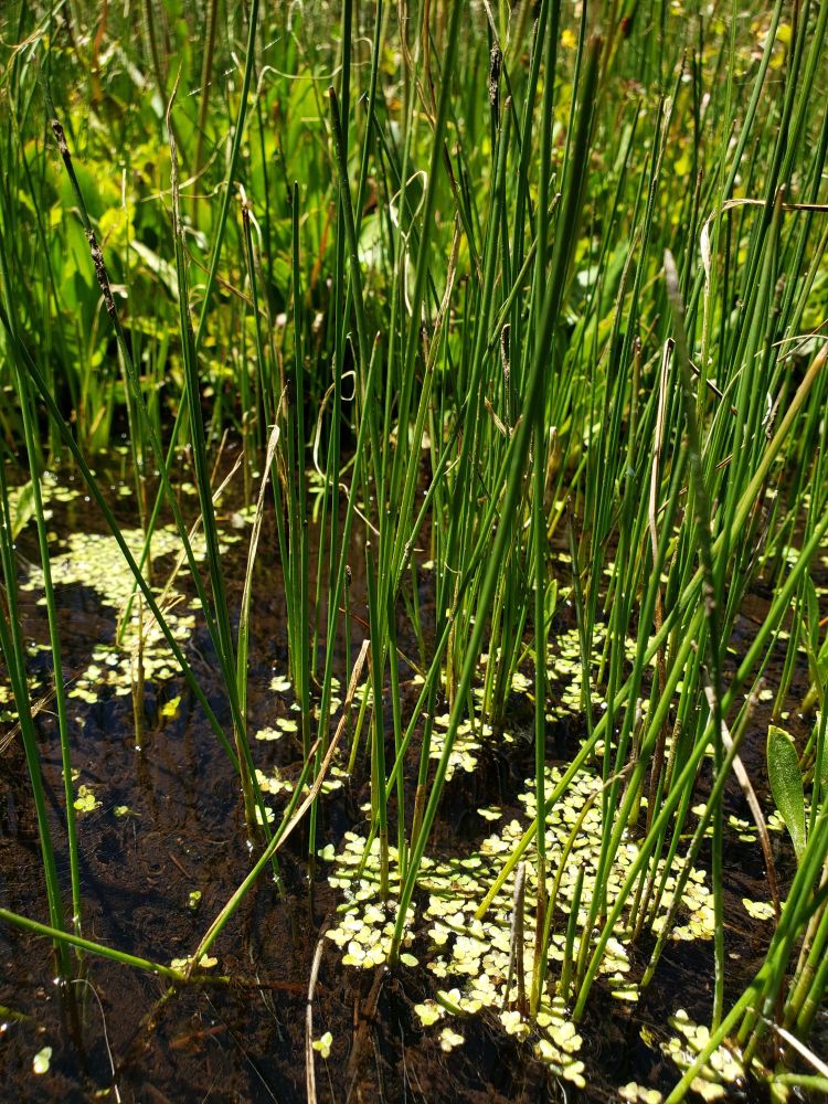 A near ground-level photograph of a wetland. Clear shallow water dominates the ground, showing the rich brown soil and plant roots underneath. Green rushes are growing abundantly out of the water in the foreground, with broader-leaved plants in the background. Three-leaved duckweeds are floating on the surface of the water and accumulating around the stems of emergent plants.