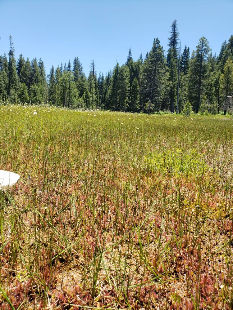 A photograph of a fen environment with a pine forest in the background. The fore and middle ground are carpeted by rushes and other short plants in a spectrum of dark and bright greens. At the bases of these plants are red sundew plants, which are only visible close up and obscured further away. In the background is a dense forest of tall, dark green lodgepole pines, and there is a swath of tall white flowers near to the forest on the left side of the image. The sky is clear and blue and the sun is shining.