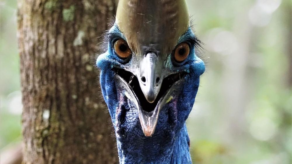 A cassowary looks at you, beak open and ready to kill.