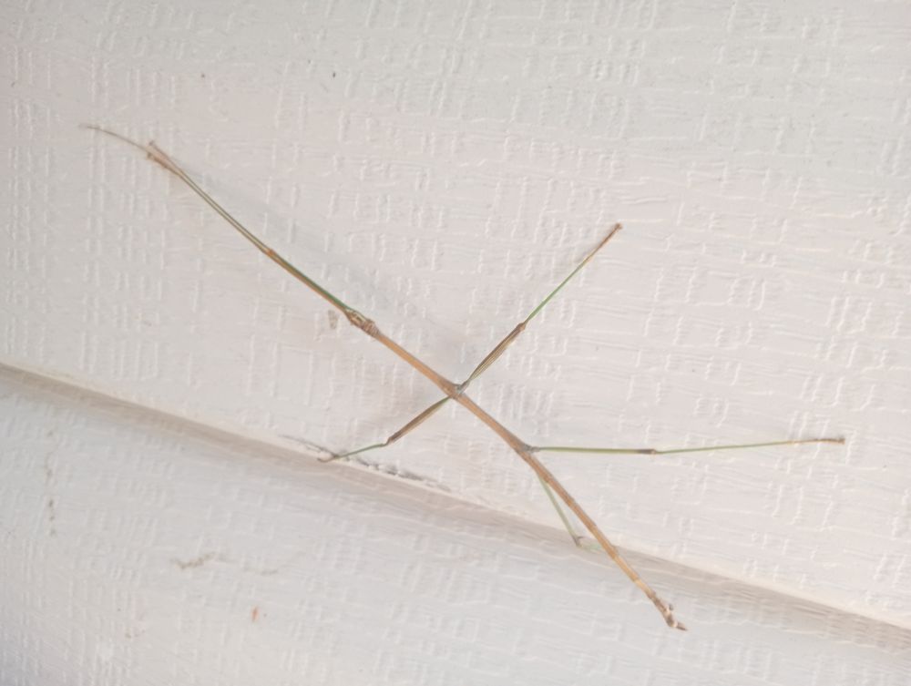 A long thin brown insect with long thin legs and knobby joints doing its best to mimic a dried tree branch stuck to the side of my house 