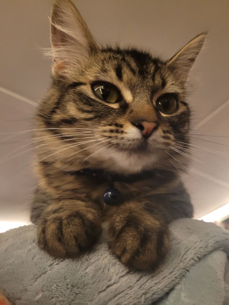 brown and black fluffy kitten sitting on a blue fuzzy blanket