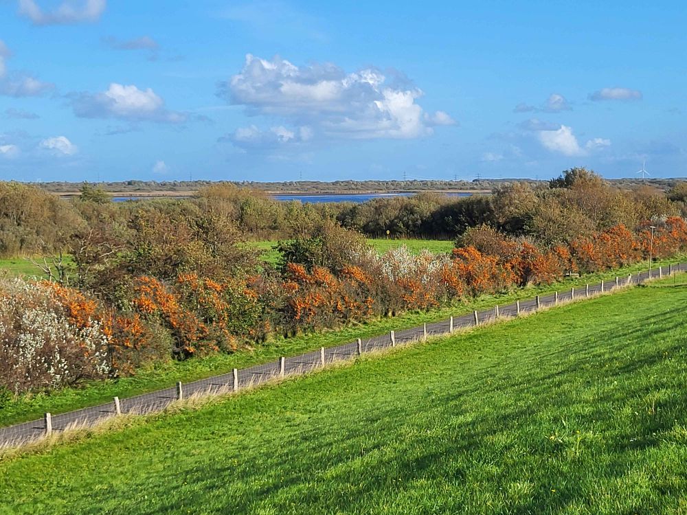 Blauer Himmel mit einigen weißen Wölkchen.In der Ferne ein Stück blaues Wasser, eingerahmt von grünen und sich langsam gelb, rot und braun verfärbenen Büschen und Sanddorn. Quer durch das Bild zieht sich grau eine schmale Teerstrasse. Im Vordergrund ein Stück grün vom Deichhang.