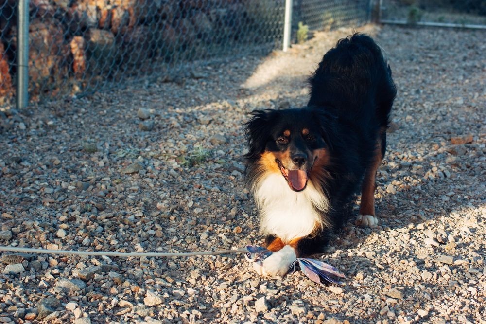 adorable tri-color Australian Shepherd gives you a play bow (rump in the air, front end towards the ground) while smiling. he has caught a toy on a long stretchy rope