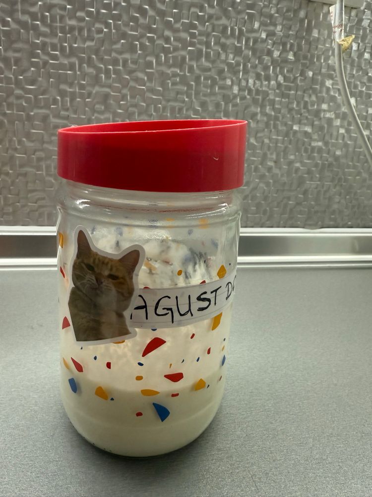 a photo of a glass jar with sourdough started, there is a yellow cat sticker and the name agust dough on it 