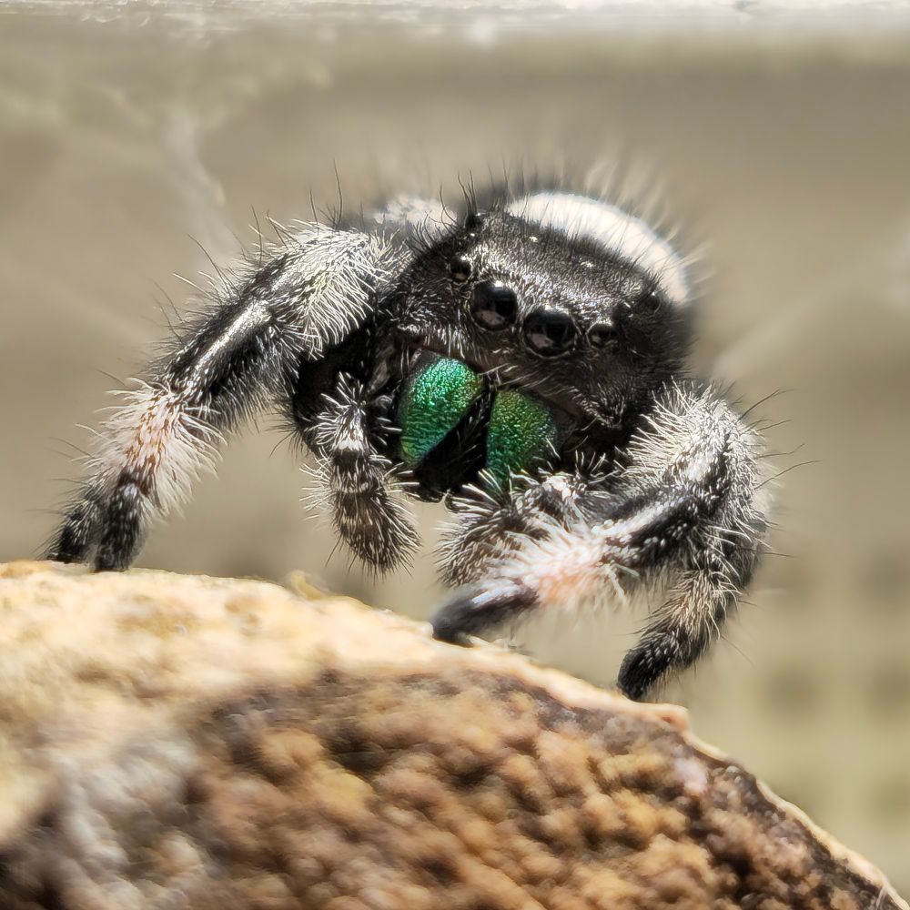 Photo macro d'une araignée sauteuse de l'espèce Phidippus Regius (mâle).
Elle est blanche et noire avec des chélicères d'un vert métallique. Chez cette espèce tous les mâles ont les mêmes couleurs alors que les femelles présentent une grande variété de motifs et couleurs. 