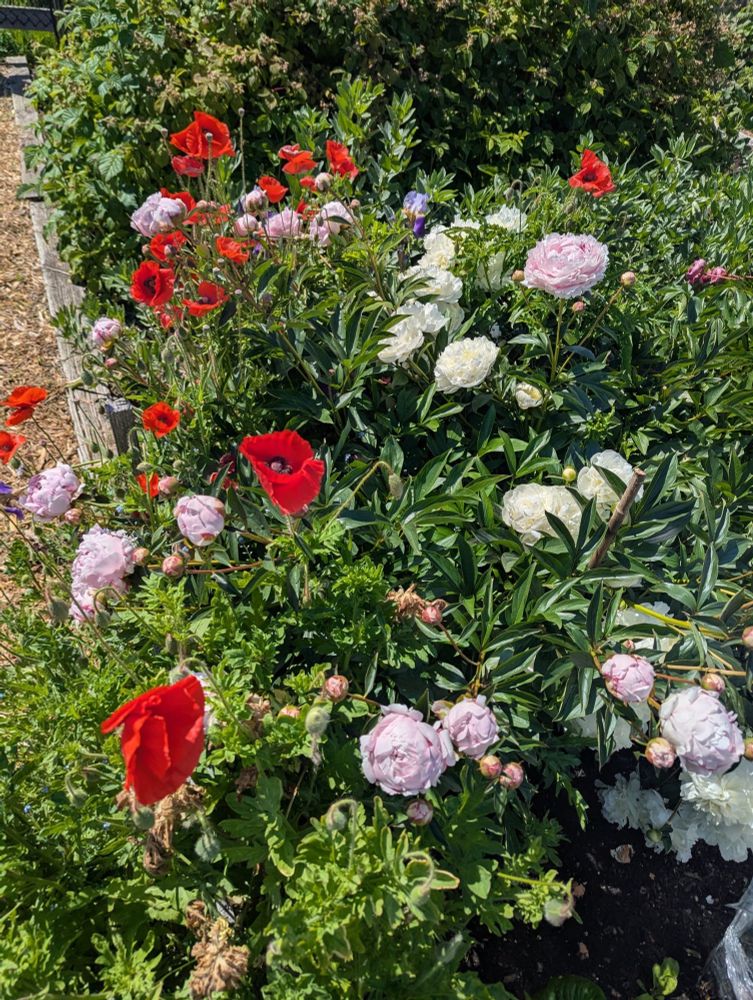 Flowers from Seattle