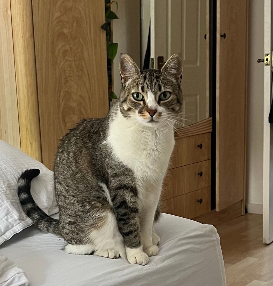 My cat checking the bedroom 