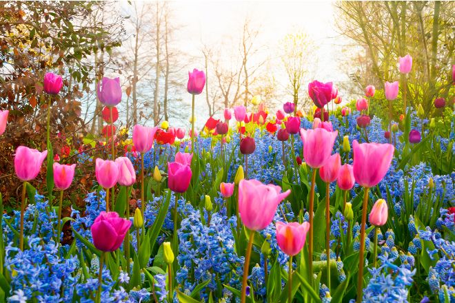 Photo of tulips, bluebells and daffodils in a woodland setting. Photo credit Canva