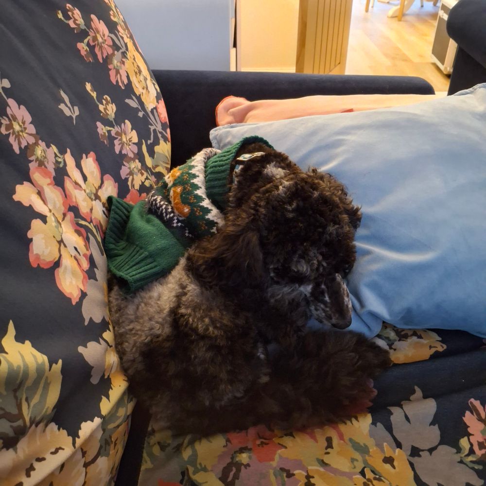 A small dog, wearing a jumper, curled into a ball, asleep on a couch.