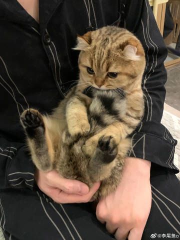 I’m just a cutie who wants to sit here all day. #catsofsky