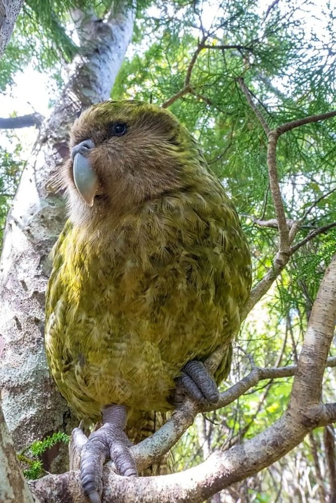 A Kakapo named Sirocco posing for photographer James Coleman. This is a large green and tawny colored flightless bird native to New Zealand. Its bill and feet are primarily gray with a tawny tan coloring on most of its face. Since they are ground dwelling, their feet are thick and large which also helps to support their heavy body weight.
Please click on Andrew's profile address to learn more about these amazing birds and how to support efforts to save them.