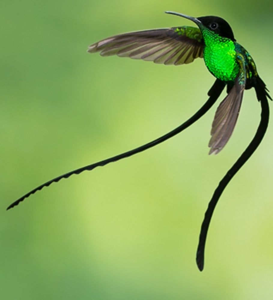 Male Black-billed Streamertail in flight. These hummers have emerald green and black feathers on their bodies, with the throat and abdomen being primarily green. Two long black feathers grow from their tail and form a scissor-like shape when perched.