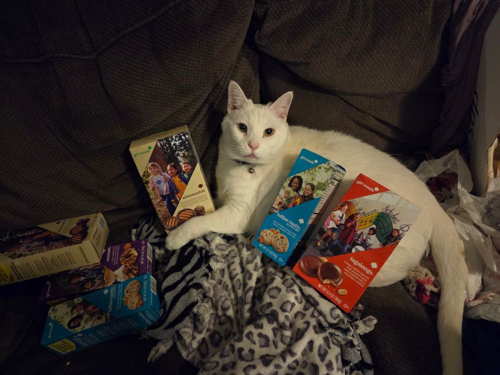 A white cat on a brown couch. He has multiple boxes of girl scout cookies and looking at you like he's trying to sell them!