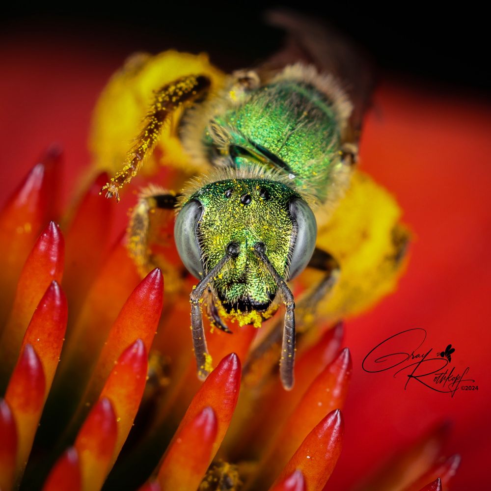 Tête-à-tête with pollen-covered bee on cone flower
📸 100mm ISO100 f10 1/250