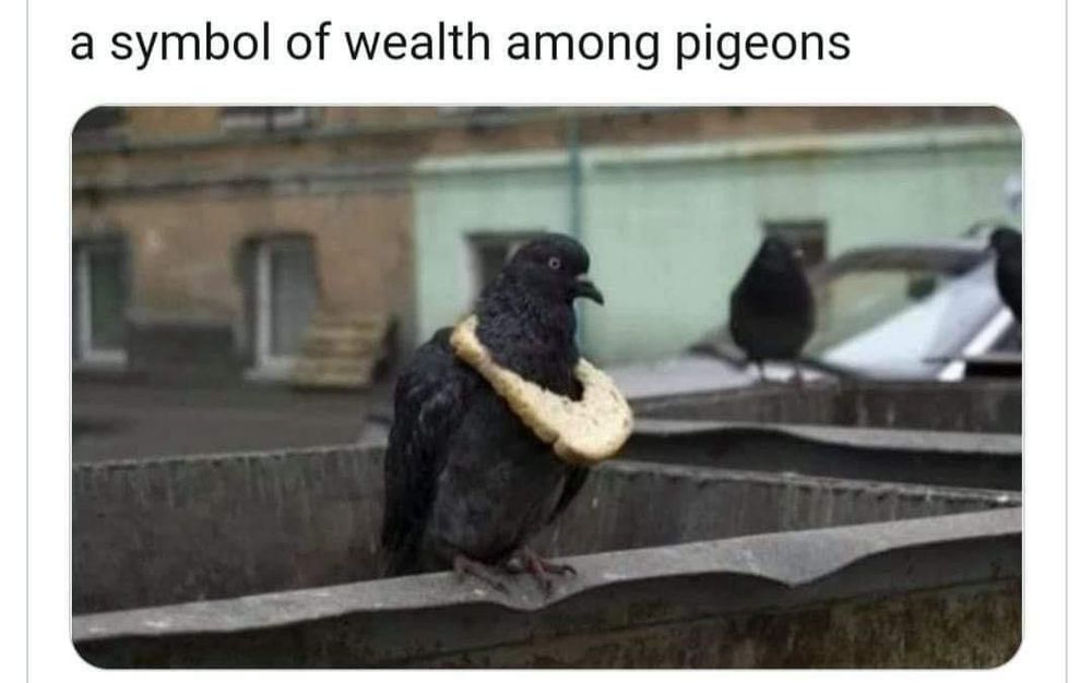 “A symbol of wealth among pigeons”

A central rock pigeon with a necklace made of a crust of bread, with other pigeons looking on enviously from rooftops.