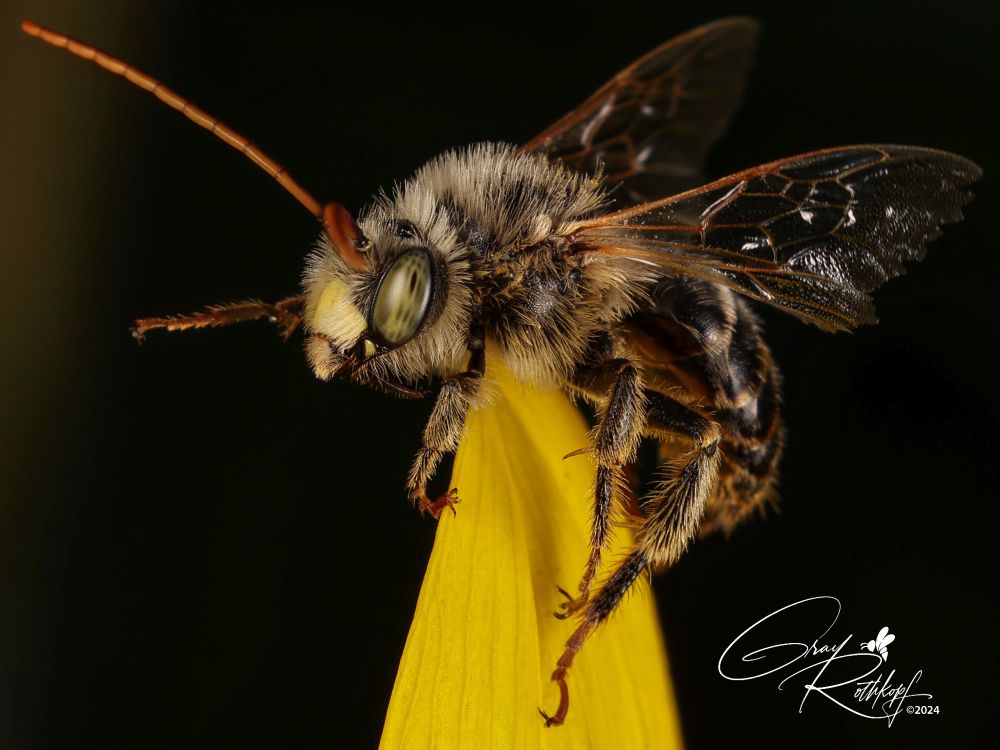 Male dark-veined longhorn bee (melissodes trinodis) on a sunflower petal, seeming to point the way. This way, to more nature photos, and maybe some hints as to what this world looks like from the perspective of other Earthlings who’ve been here billions of generations longer than human beings, the newcomers, carpetbaggers, immigrants, and aliens.

Photo taken one evening in the golden hour of the summer of 2024, on a sunflower I grew in the 2x3 area next to my back porch.
📸 canon r5 iso100 f11 1/250