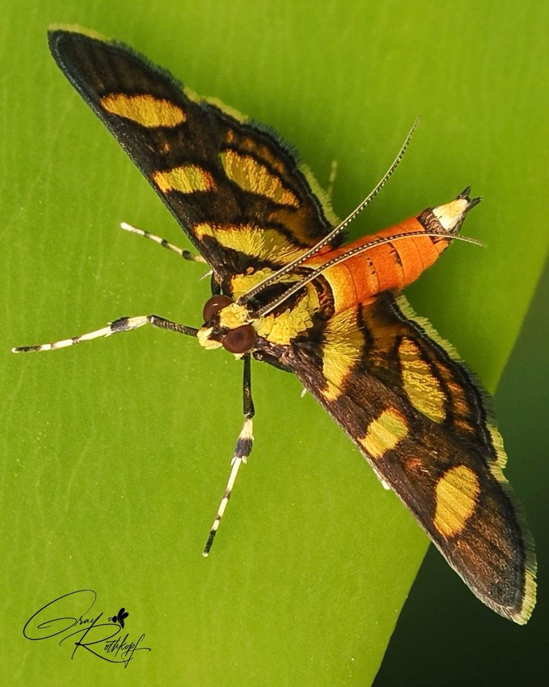 Diagonally situated from upper left, to lower right, wing tip to wing tip. Dark brown wings with yellow patches. Brown eyes, dark stripe down center of yellow head and thorax. Citrus orange abdomen with two narrow bands across rear end. Brown and white stripped legs. Bright green leaf background.