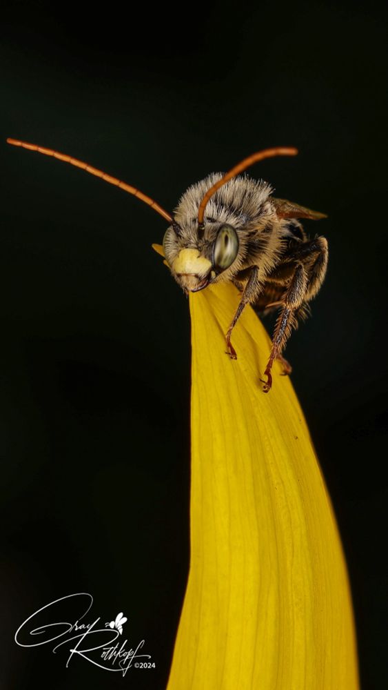 Male dark-veined longhorn bee 2
(Melissodes trinodis)
atop sunflower petal
July 2024