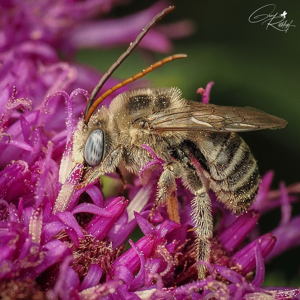 Blue eyed bee on magenta flower with White pollen.
📸 Olympus 90mm iso200 f10 1/250