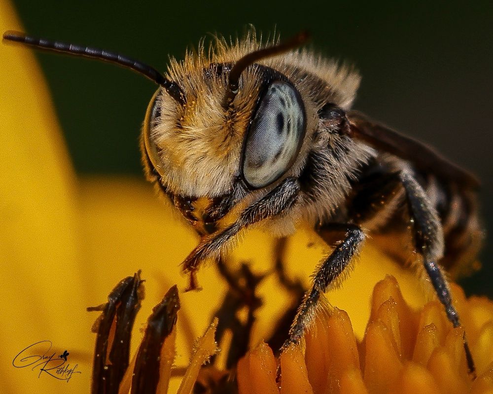 Eye-to-eye
Canon 100mm ISO100 f10 1/250
June 2023 (edited yesterday)